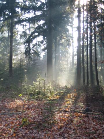 Looking forward to 2006